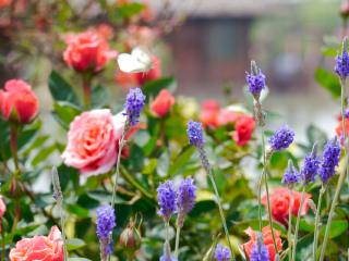 杭州湾海上花田景区