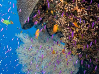 汤斯维尔珊瑚礁水族馆