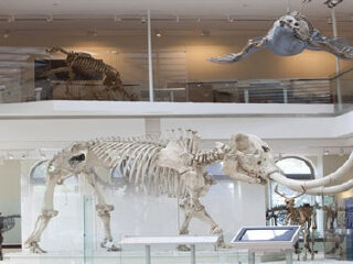 大吉岭自然历史博物馆