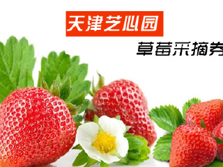 天津芝心园草莓采摘园