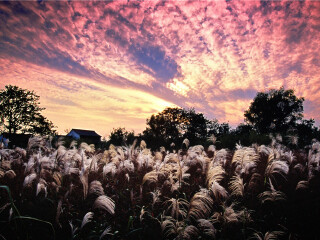西溪国家湿地公园