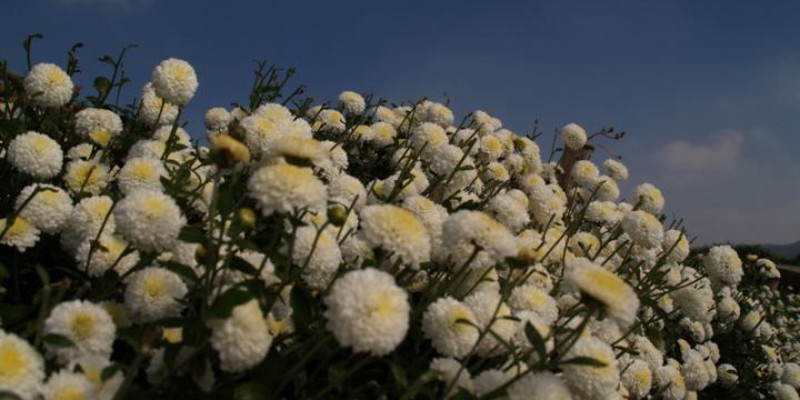 铜锣菊花茶价格 专卖店 哪里买