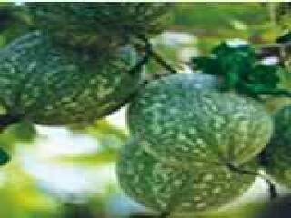 湖州长兴大唐贡茶院