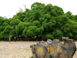 阳朔大榕树