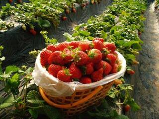 兴寿同聚缘草莓采摘园