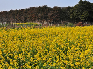 第五届阳澄湖畔·油菜花季