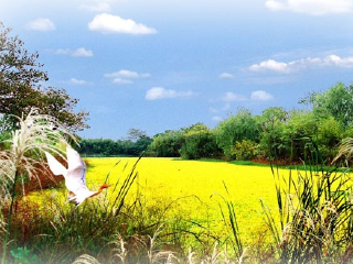 西溪国家湿地公园