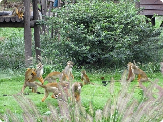 珍稀动物圈养区