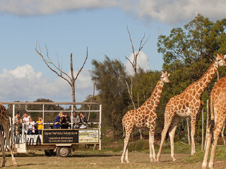 华勒比开放式动物园