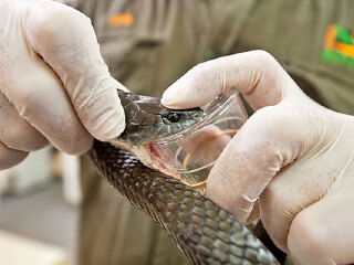 澳大利亚悉尼爬行动物公园