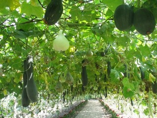 黑龙江省农科院园艺博览园