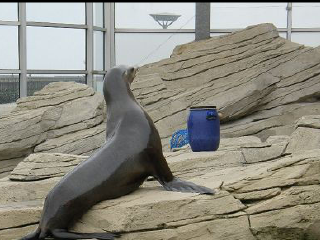 瑙斯卡阿国家海洋中心