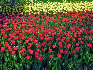 洛阳郁金香牡丹园