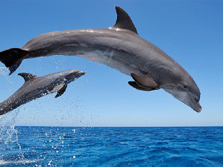 科纳凯阿拉凯库亚海湾