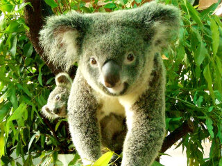 凯恩斯热带动物园