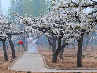 夏津黄河故道森林公园