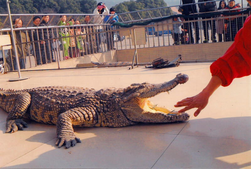 湖州长兴扬子鳄村门票价格-湖州长兴扬子鳄村门票预订-湖州长兴扬子鳄
