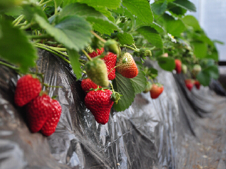 树友草莓采摘园