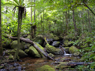 阿钦安阿纳雨林