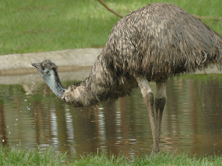 鸸鹋山桉树酿造厂