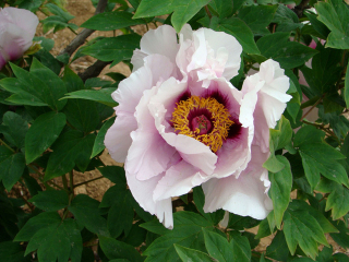 国色天香牡丹园