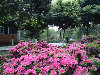 成都学院（大学）