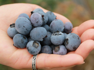 上海蓝莓文化体验园