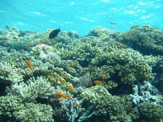 徐闻珊瑚礁