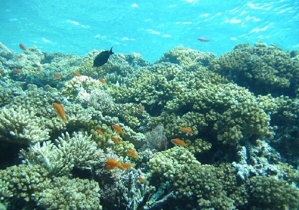 徐闻珊瑚礁