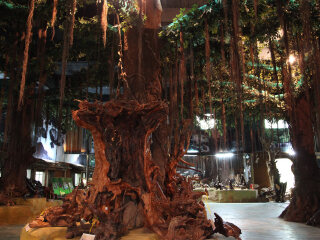 兴隆南国热带雨林