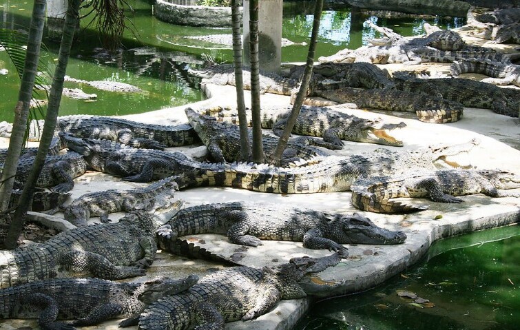 龙虎园始建1989年,在至今12年的时间里,就开发养殖鳄鱼达10万余条