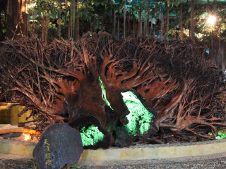 兴隆南国热带雨林