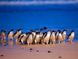 菲利普岛自然公园