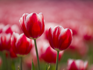 重庆花样龙水湖