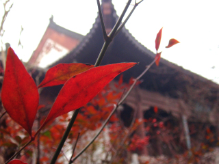 三峡湿地·杨守敬书院风景名胜区