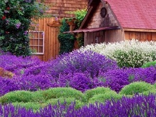 成都普罗旺斯薰衣草庄园