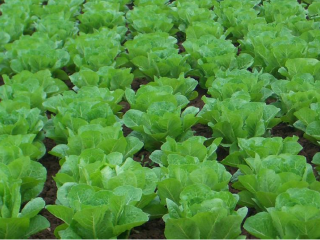 御丰观光采摘园