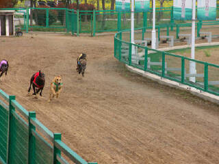 泰州凤城河田园牧歌景区