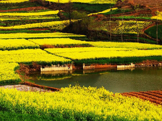 汉中油菜花