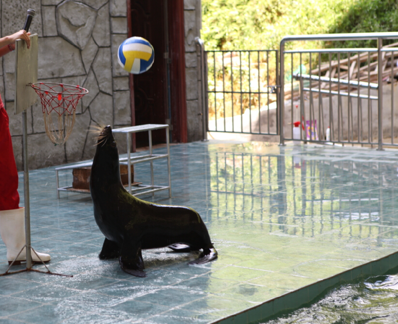 海豹玩排球