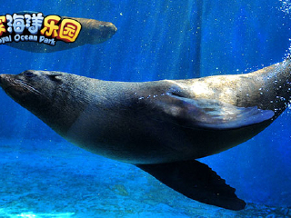 皇家海洋乐园