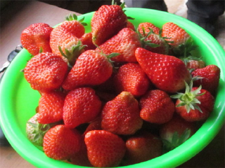 大连金州草莓园