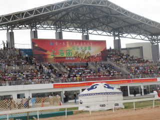 上海庙马兰花草原