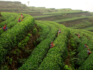 重庆永川茶山竹海