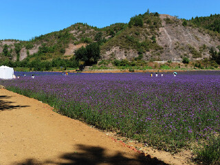 紫海香堤香草艺术庄园