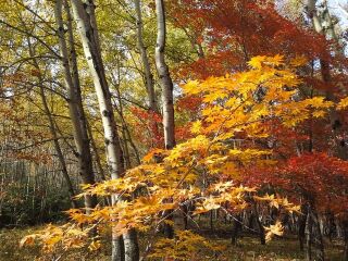 岗山国家森林公园