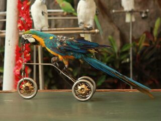 海南热带飞禽世界