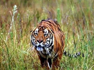 宜黄华南虎自然保护区