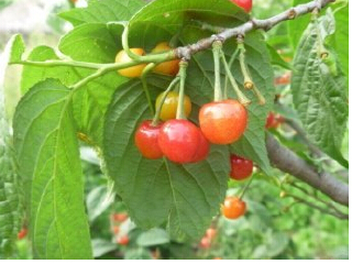 深山沟家庭农场