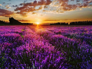 武汉当代薰衣草风情园